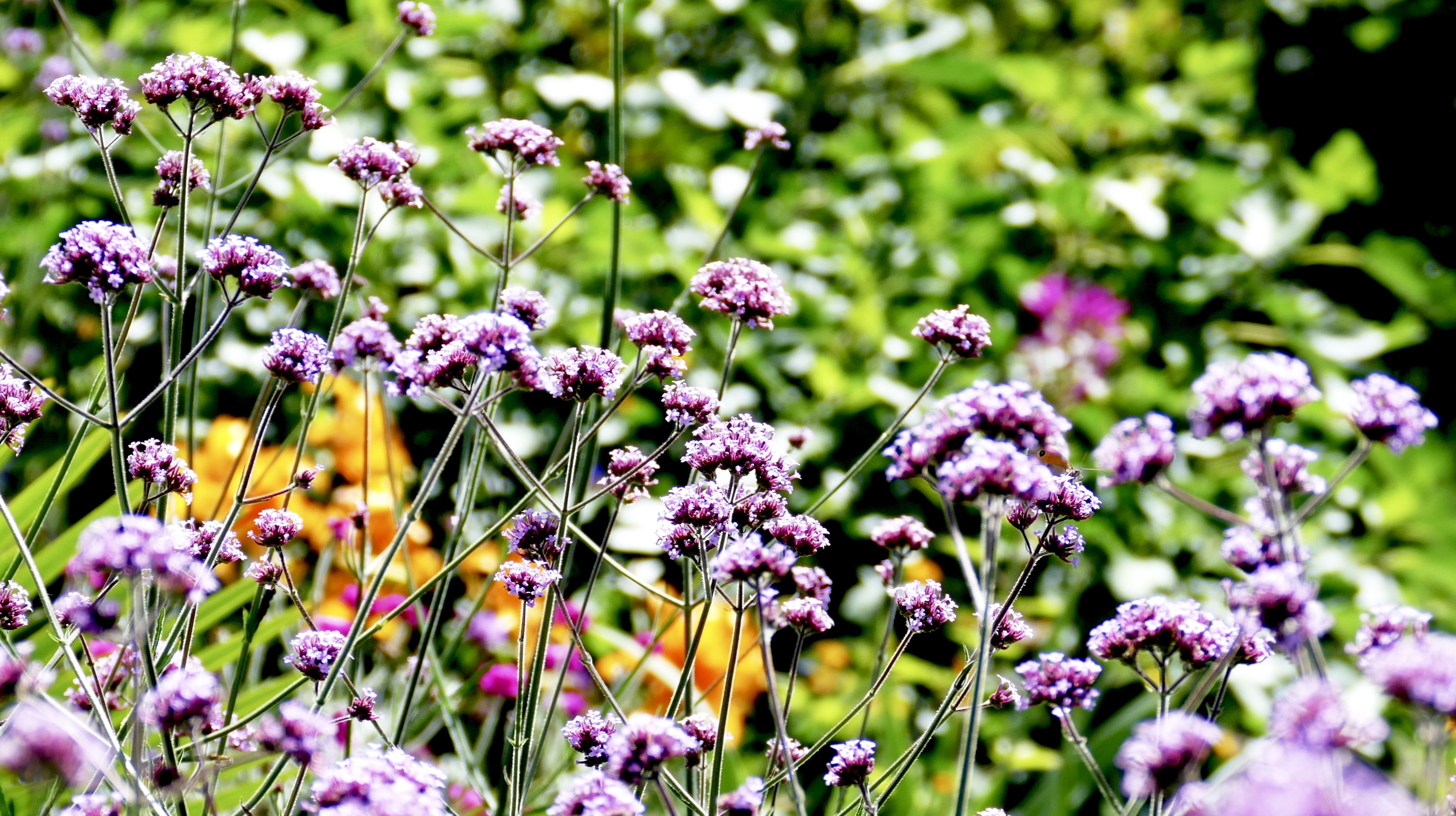 Beautiful white flowers blooming in a garden