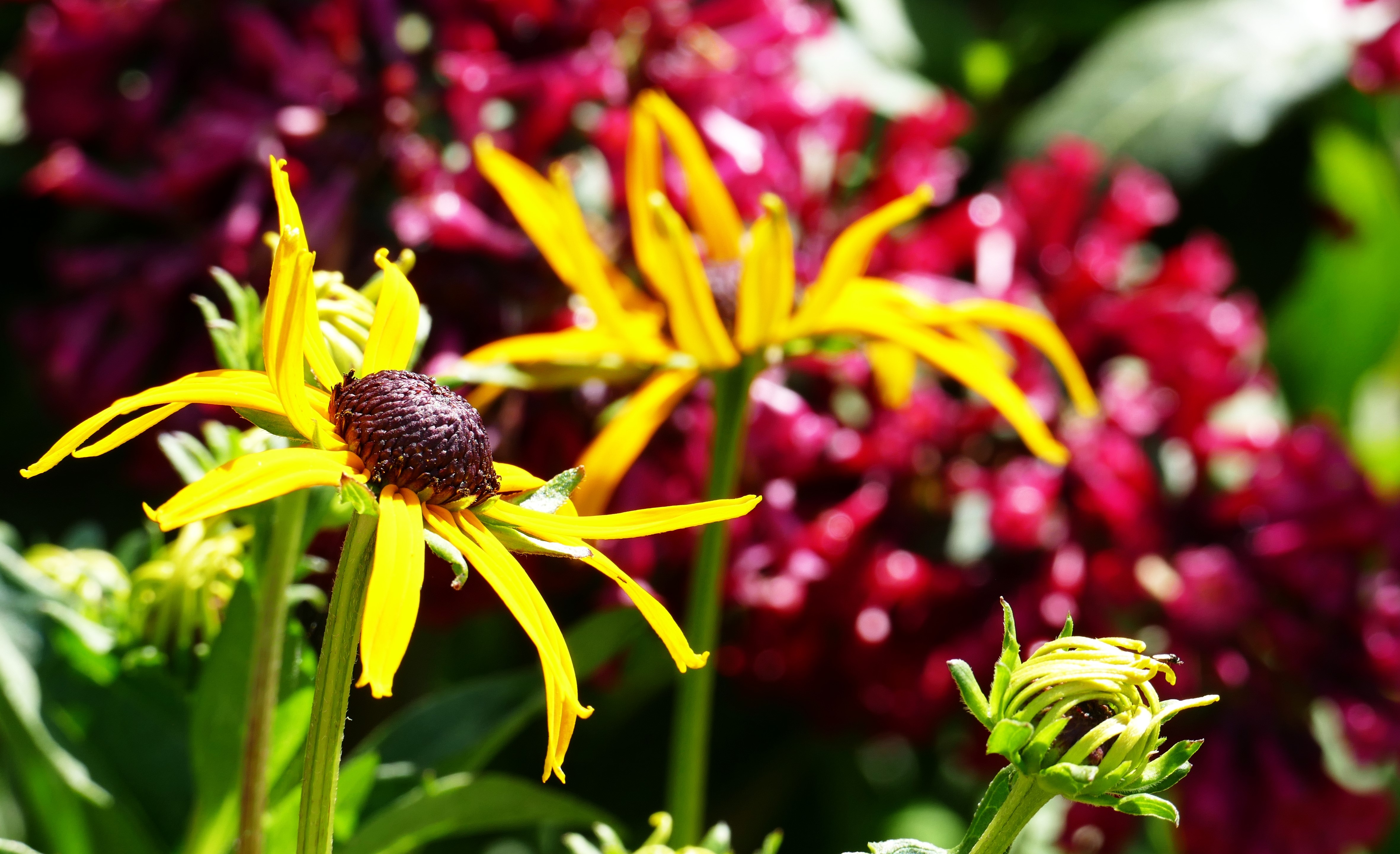 Beautiful yellow colours flowers blooming in a garden