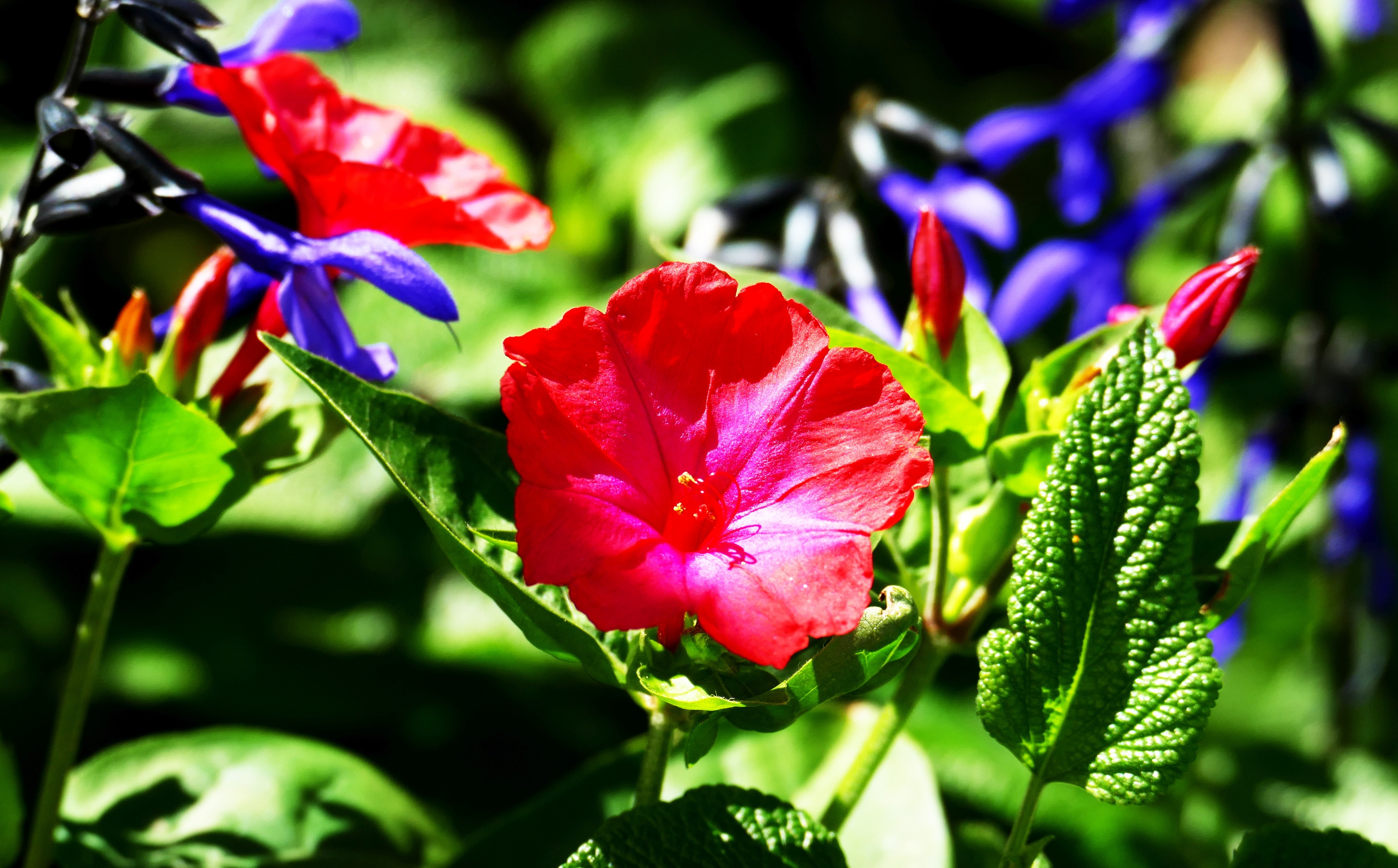 Beautiful flowers blooming in a garden close up