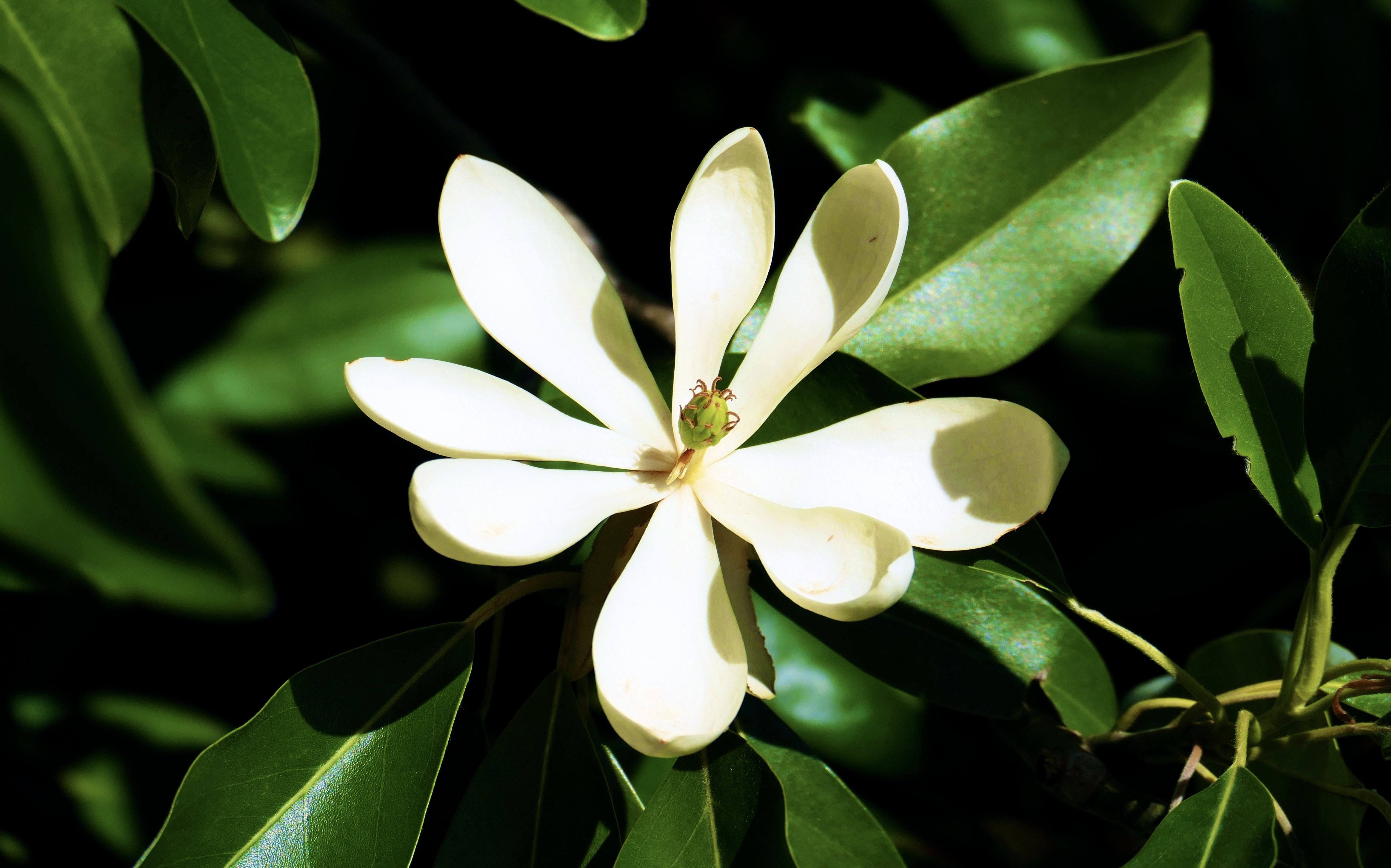 Lilly flower beautiful in garden
